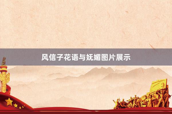 风信子花语与妩媚图片展示