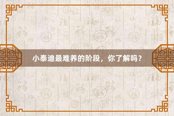 小泰迪最难养的阶段，你了解吗？